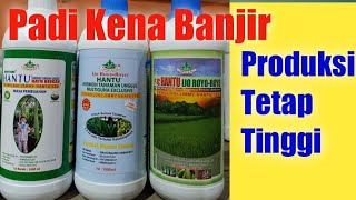 Padi Terendam Banjir Tetap Panen Melimpah - pupuk Jimmy Hantu