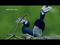 وثائقي بورنيو الجزيرة العتيقة