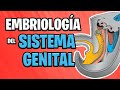 ✅ EMBRIOLOGÍA del SISTEMA GENITAL 