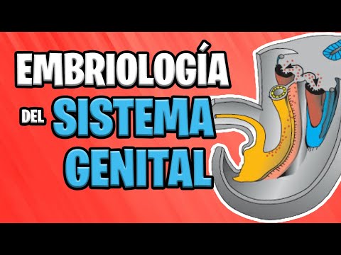 Video: Genetisch-gonadal-genitales Geschlecht (3G-Geschlecht) Und Das Missverständnis Von Gehirn Und Geschlecht Oder Warum 3G-Männer Und 3G-Frauen Intersexuelles Gehirn Und Intersexuelles