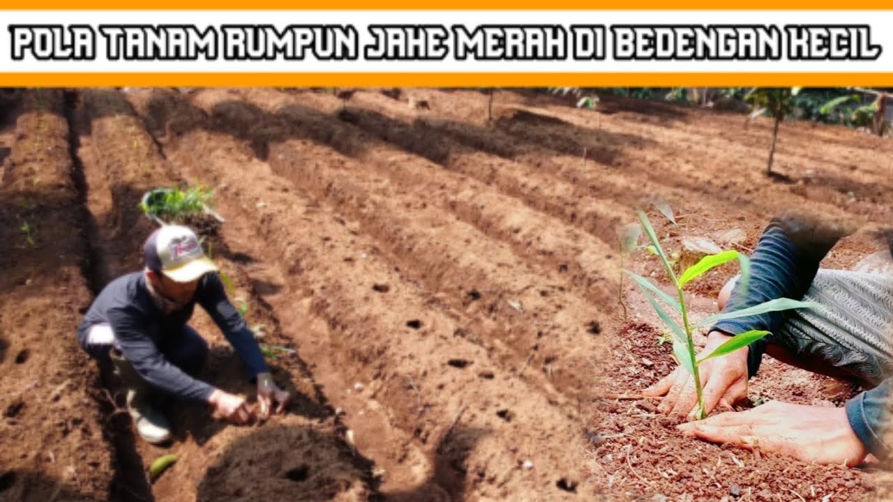 CARA Menanam Jahe Merah Dengan Rumpun atau Batang Tunas Pada Bedengan