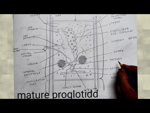 taenia gravid proglottid