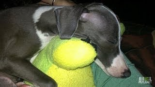 Adoption Tails: Sharpie | Puppy Bowl X