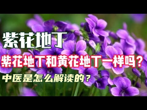 中医中药知识普及-紫花地丁清热解毒有多强？和蒲公英比谁更厉害？中医是怎么解释的