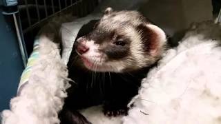 Sick Ferret: Respiratory Infection (Cold): Sneezing