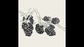 Sydenham High Road - blackberries