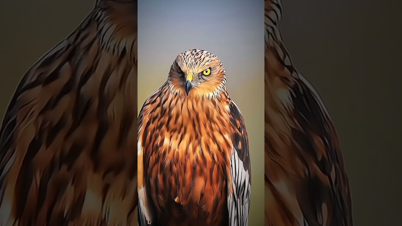 Brother this is recar pigeon 😍 