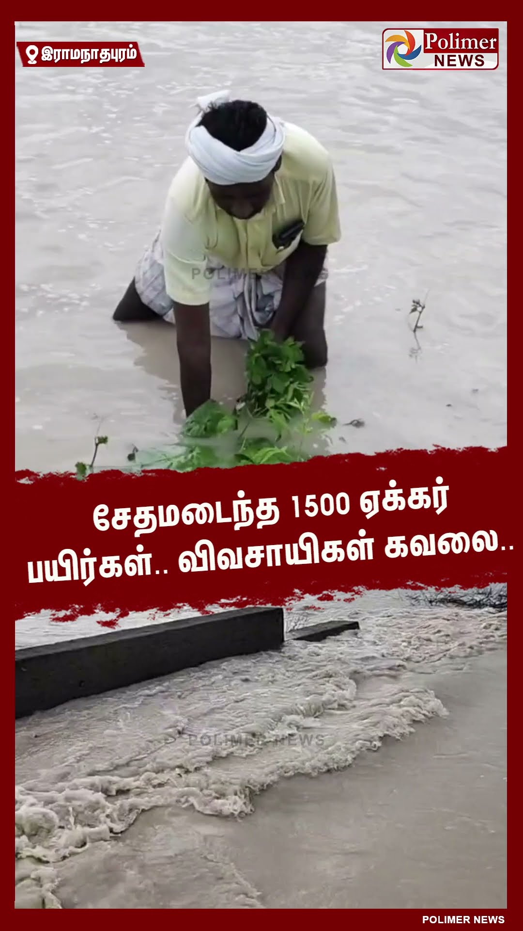 சேதமடைந்த 1500 ஏக்கர்  பயிர்கள்.. விவசாயிகள் கவலை..  #shorts