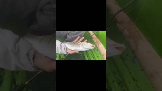 Mırmır Avı #fish #fishing #carpfishing #fishing #fish #balık