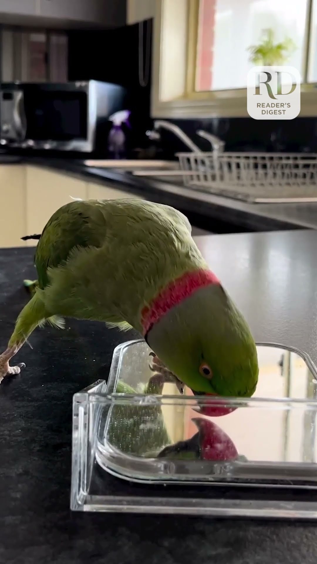 Parrot Plays Peek-A-Boo In Mirror - YouTube