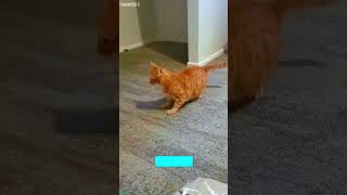 Curious Cat plays like crazy - Animal Show 😻 Cute Overload!