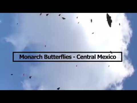Monarch Adventure - Central Mexico