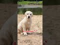 one month vs one year old LABRA