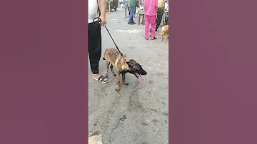 الكلب ـ دخل ـ السوق ـ محدش ـ عارف ـ يلمسه ـ خالص 