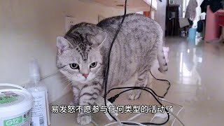 小猫咪衰老的表现