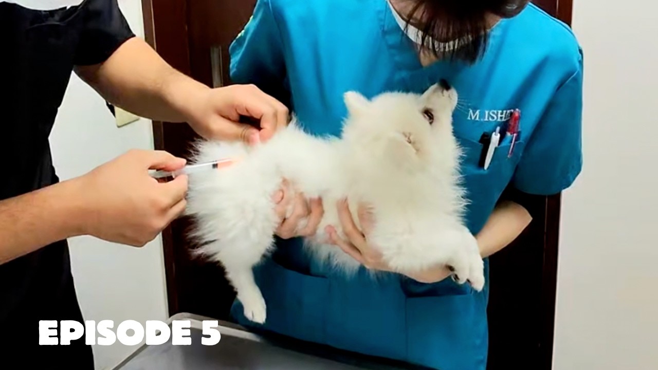 first pet clinic visit with japanese spitz puppy | total vet bill in Japan? (10 weeks old)