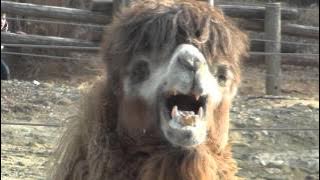 낙타소리 ( Camel Sound )