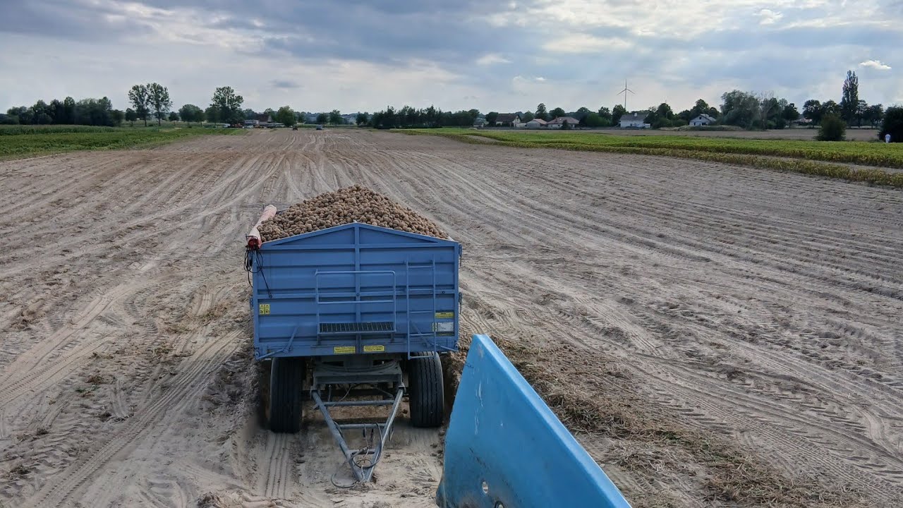 Kopanie Ziemniaków Przemysłowych 2025