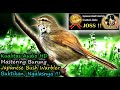 WOW JOSS !! Masteran Burung Ngerol Unik - Masteran Burung Roll Tembak - Japanese Bush Warbler DIO
