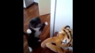 Ненависть Кота к Тигру!! Cat vs. Tiger! Ненависть Кота к Тигру!! Cat vs. Tiger!