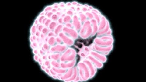 3D Reaction Diffusion