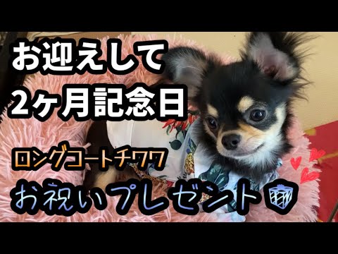 ロングコートチワワ ブラックタン 子犬の飼い方育て方 室内犬 初めて飼う チワワ服 子犬 洋服 チワワが喜ぶおもちゃ ペットおもしろ動画 ペット 大変なこと 可愛いチワワの映像 暴れん坊 大吉 Youtube