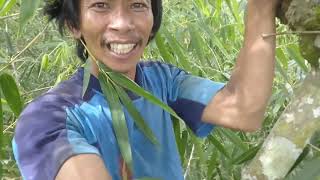 Bikin Dag Dig Dug. Dji Mavic Pro Drone Nyangkut di Hutan Bambu Kubur Batu Tana Toraja