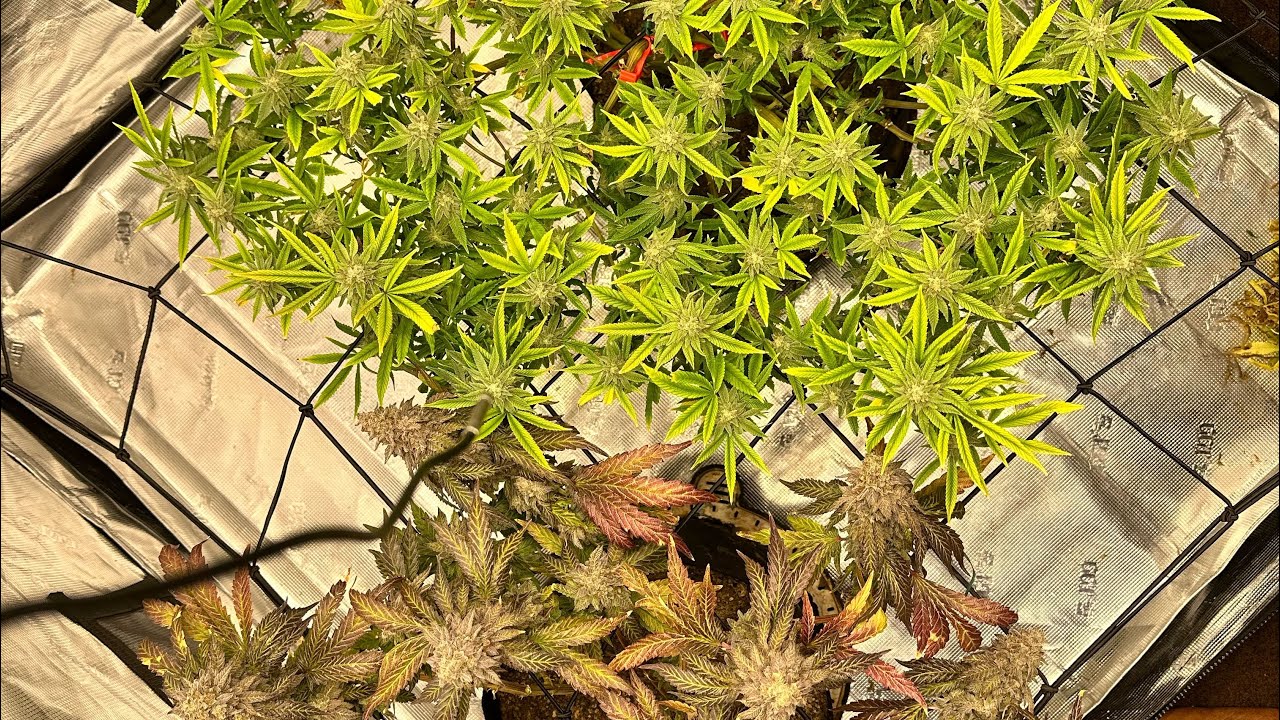 Twenty20 Mendocino & Purple Caper Seeds