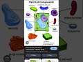 plant cell image #sorts #study #video cell sorts trending video ssc mts army rrb ntpc prectice