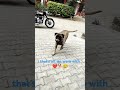 Dogs' lives are too short. Their only fault, really.#bullmastiff #trending #shorts #viralvideo