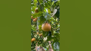 Ever seen a grapefruit tree loaded like this!?