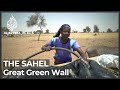 Sahel's Great Green Wall: Communities say project to plant trees is failing