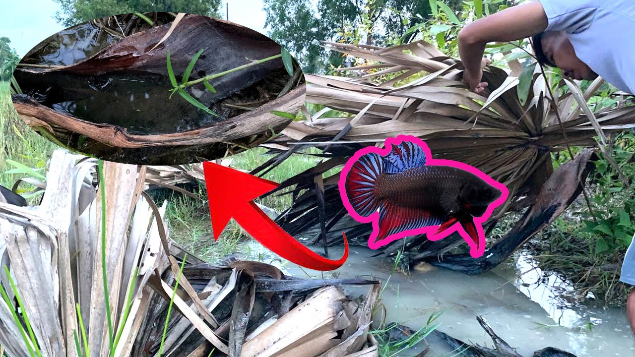 Amazing Around plam tree leaf has a lot betta fish - YouTube