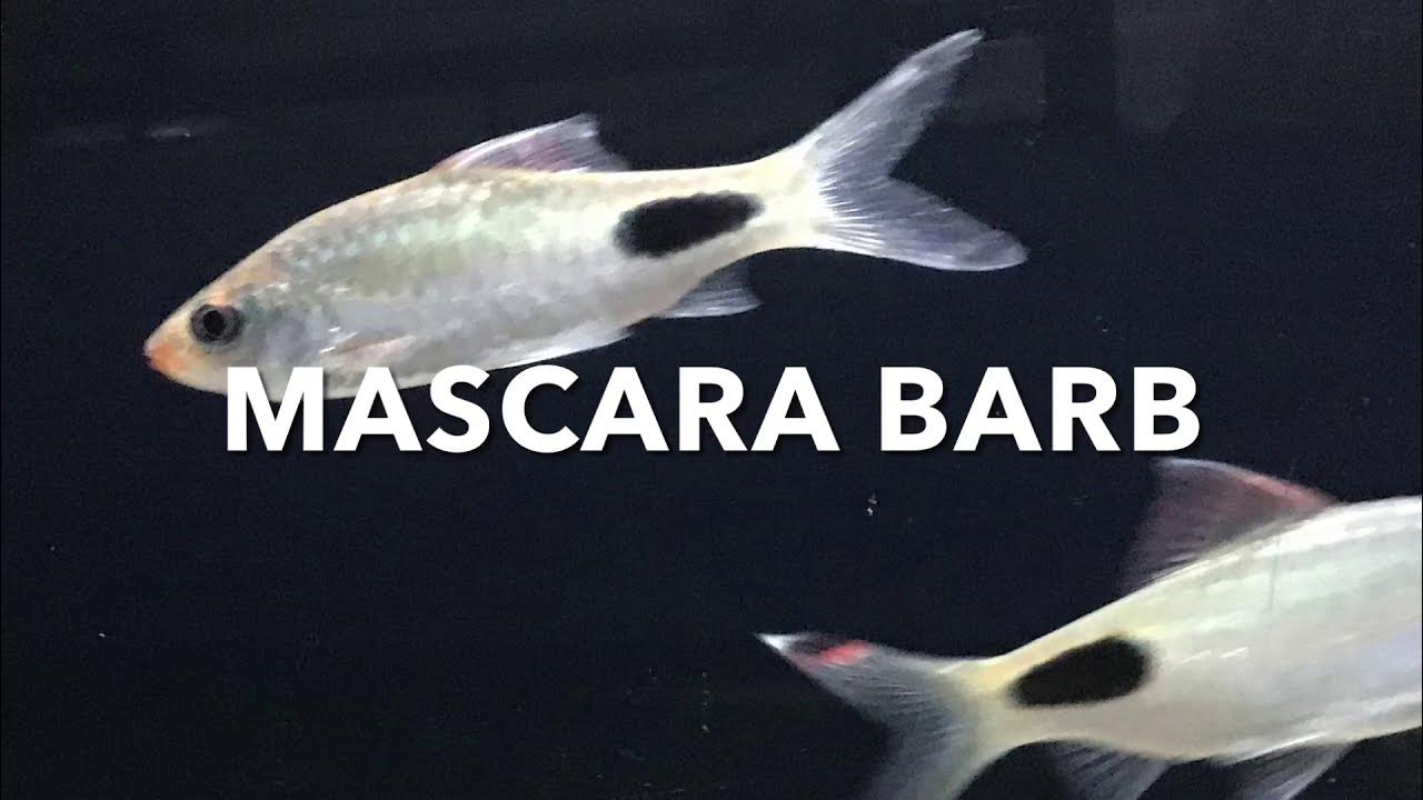Mascara Barb in Earth Aquarium Mysore YouTube