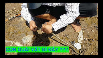 CÂU CÁ NGÁT, CÁ ÚT, LỊCH CỦ CẢNG TÂN TẬP LONG An | THfishing | corona