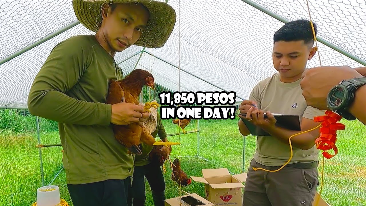 11,850 Pesos na Payday sa Farm, May Bonus na Malaking Lesson