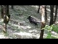 Wild boar Hunting / Κυνήγι αγριογούρουνου (Dog's training)  (εκπαιδευτικό)