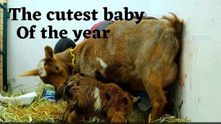 Now that's a GORGEOUS baby! (miniature goat birth) Wealth