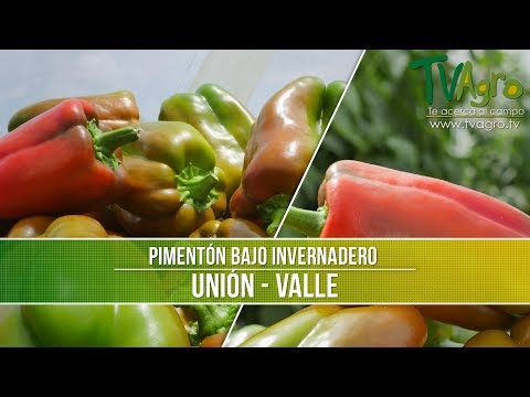 Video: Cultivo De Pimiento En Invernadero