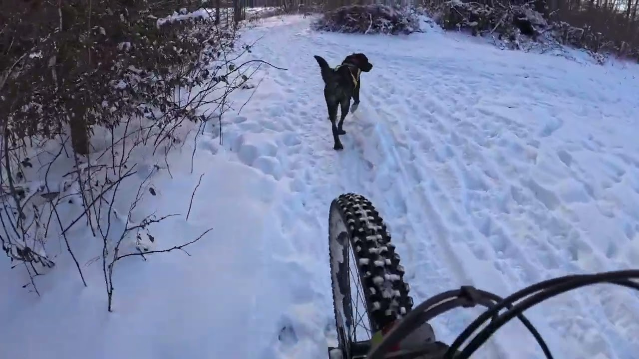 Berta Traildog 10 01 26