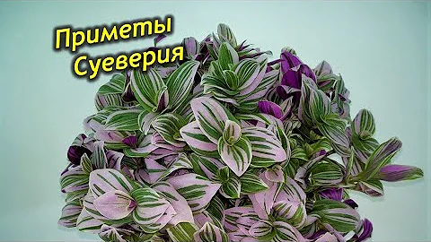 Магия традесканции. Приметы и суеверия о традесканции.