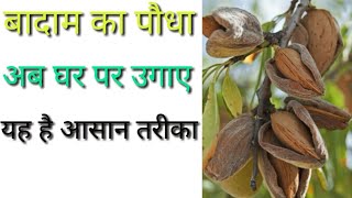 How to grow Almonds from Almonds at home (with full update)