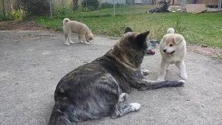 Japanese Akita mother with her pups