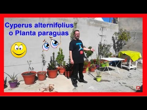 Video: Tipos de plantas de juncia paraguas - ¿Qué es la hierba de juncia paraguas?