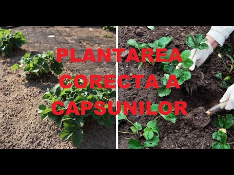 Video: Sezonul de vară este deschis: caracteristici de îngrijire și plantare în câmp deschis