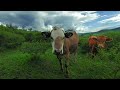 Vacas en realidad virtual | VR experience #104