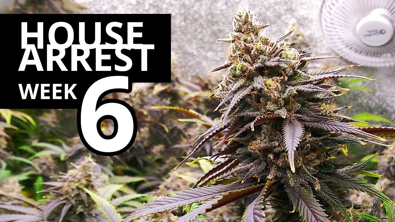 House Arrest - Week 6 Flowering