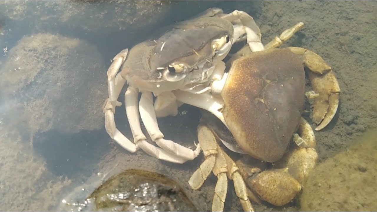 Crab Molt it's shell || - YouTube