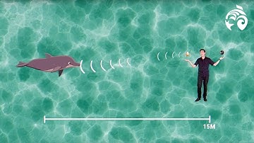 What is Echolocation? | Brain Waves Episode 5