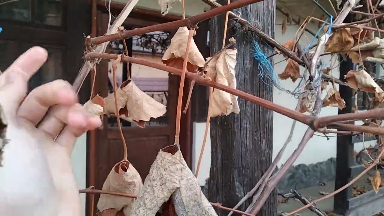 Curățarea îngrijirea viței de vie în timpul ierni Explicați concrete!!!!